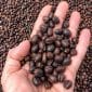 Natural dry coffee berries