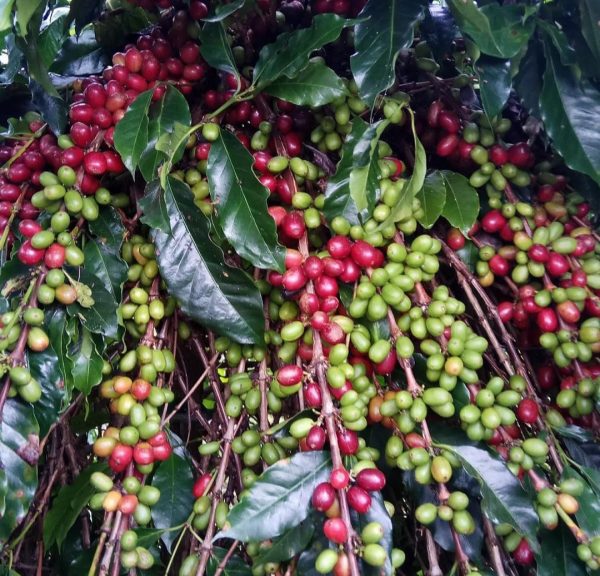 Arabica SW 15