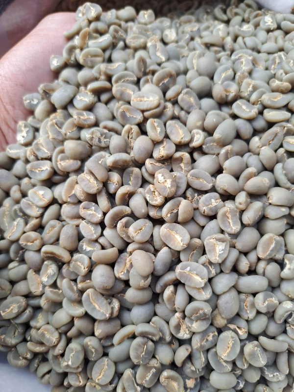 Arabica SW 15