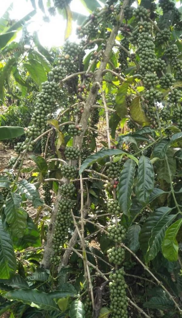 Robusta NT 16